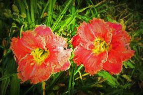 lilies flower art photopainting