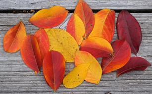 Autumn Palette Crepe Myrtle Leaves