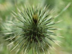 Thistle Flora Nature