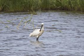 incredible Bird Spoonbill Natural