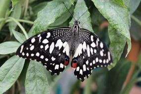 Butterfly Nature Garden