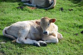 incredible Animal Cow Livestock