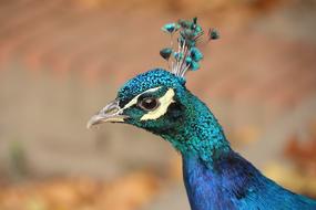incredible Animal Bird Peacock