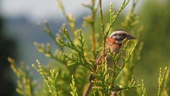 Bird Zonotrichia close-up on blurred background