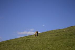 photo of a cow on a green slope against a background of blue nea and the moon