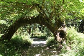 Tree Arch Forest