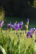 Flower Violet Colour Spring