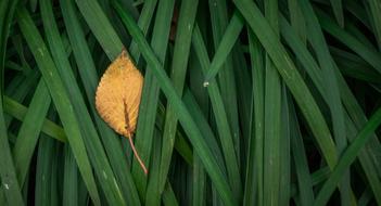 fall Leaves Autumn Plants