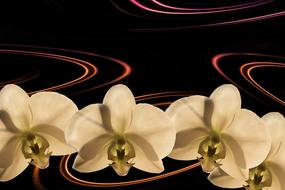 white Orchid Flowers at dark Background