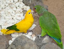 Budgie Animals