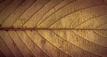 Leaves Autumn Plant texture