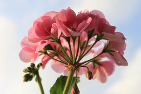 pink geranium against the blue sky