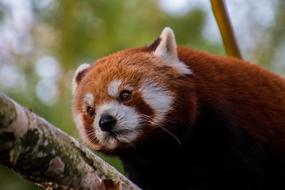 red panda on a hunt on a branch