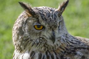 stunningly beautiful Owl Animal Portrait on green blurred background