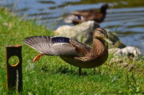 duck spreads feathers on green grass by the lake