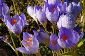 Flower Blue Nature