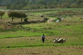 Choudhury Sheep Nature