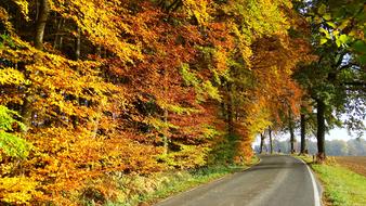 Autumn Forest Nature