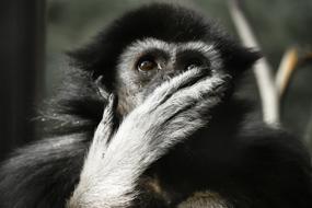 monkey closed its mouth with a paw in a zoo in Nuremberg