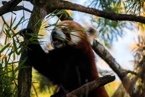 gorgeous Red Panda Sweet