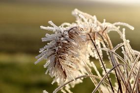 Leaf Grass Frost