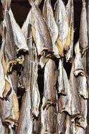 Fish Whiting Dried Power