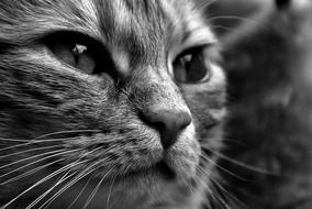 Cat portrait in Black And White