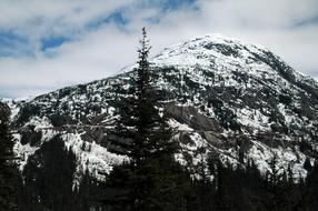 The forest near the alpine mountains