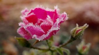 Blossom Bloom Rose