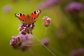 Butterfly insect in the garden