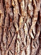 Tree Bark Nature