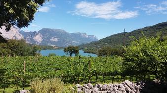 Lake Italy Vines