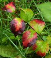 Leaf Fall Colors