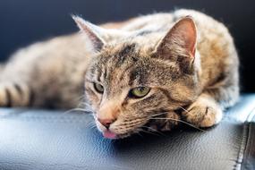 relaxed Cat with stick out Tongue