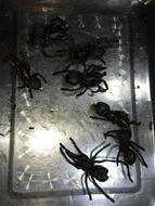 black tarantulas