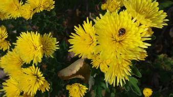 Flower Yellow Chrysanthemum