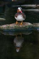 wild duck stands on a stone by the lake