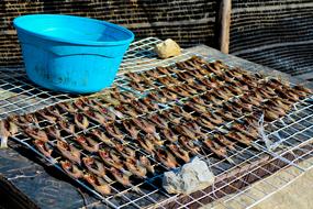 Dry Fish Food