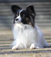 Papillon, fluffy small Dog lays on ground