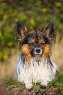 Papillon Small Dog on a blurred background
