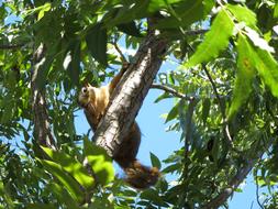 red Squirrel on Pecan Tree