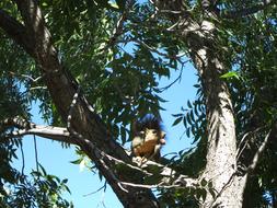 Squirrel on Tree Pecan