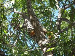 squirrel on a tree in the shade of branches on a sunny day