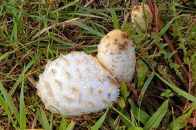 Mushroom Meadow Grass