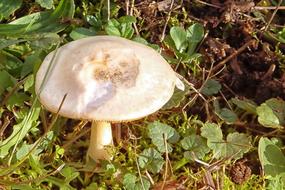 Mushroom Meadow Grass