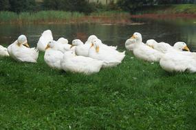 incredible Ducks and Geese