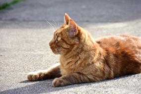 red cat lies in the sun