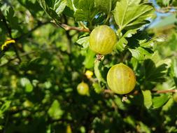 Gooseberry Berry Nature