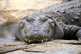 Crocodile Wild Nature
