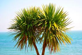 Tree Exotic Tropical